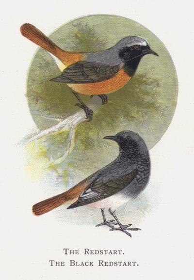 The Redstart, The Black Redstart by Alexander Francis Lydon